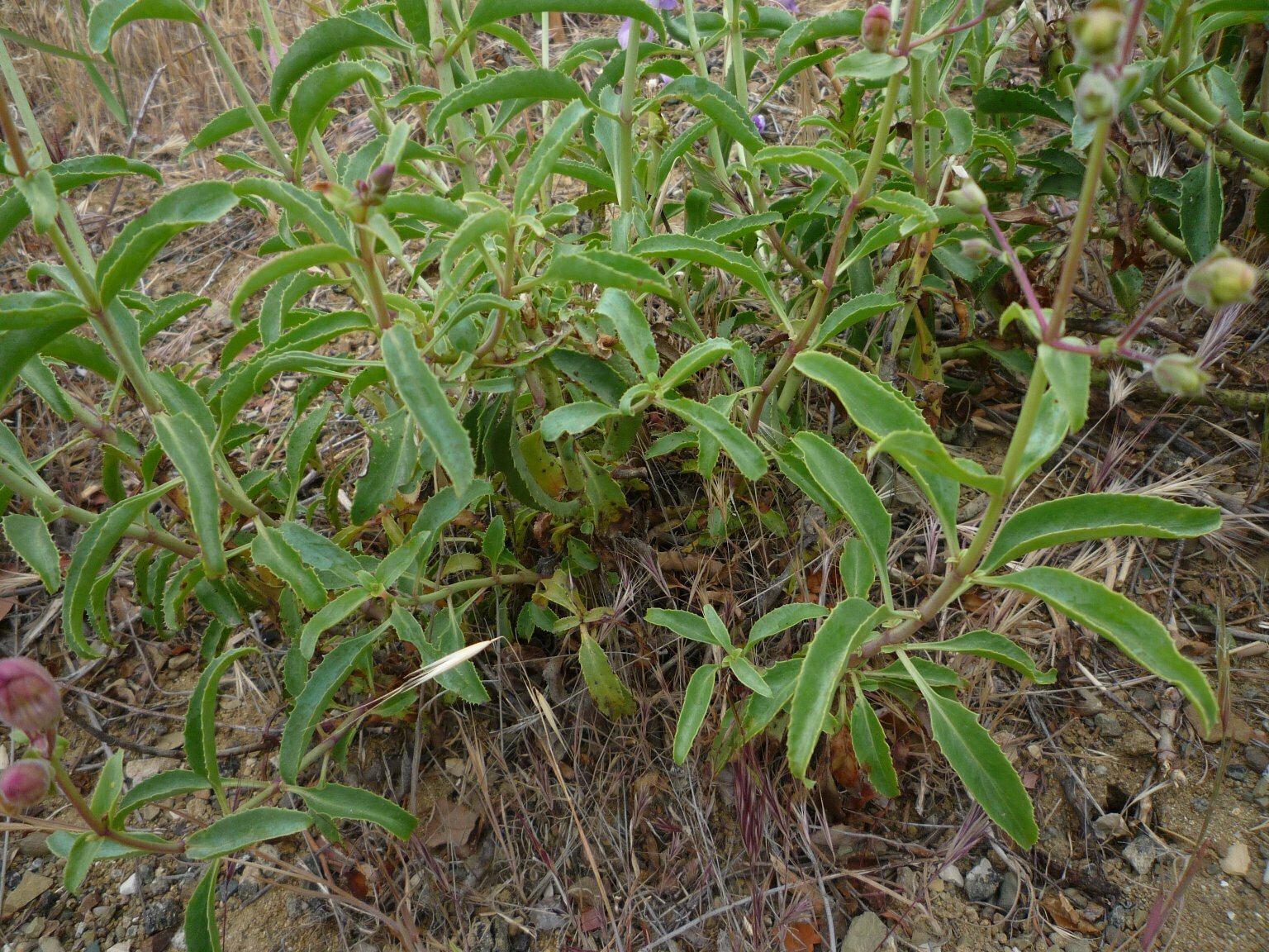 High Resolution Penstemon grinnellii Leaf